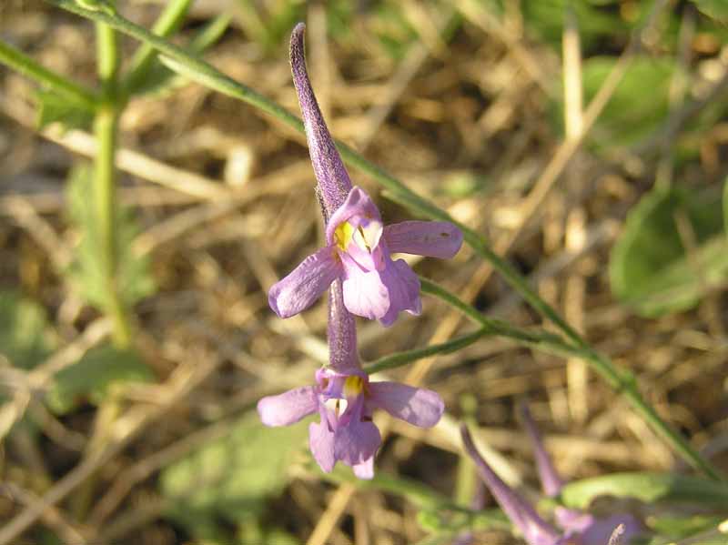 Delphinium peregrinum L. / Speronella peregrina